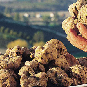 Fresh White Italian truffles