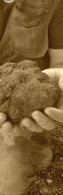 Raccolta Tartufo Raccolta Tartufo