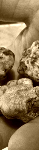 Raccolta Tartufo Bianco Fresco cavatori tartufo