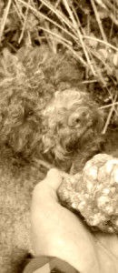 Cane da Tartufo Tartufi Cane da Tartufo Tartufi